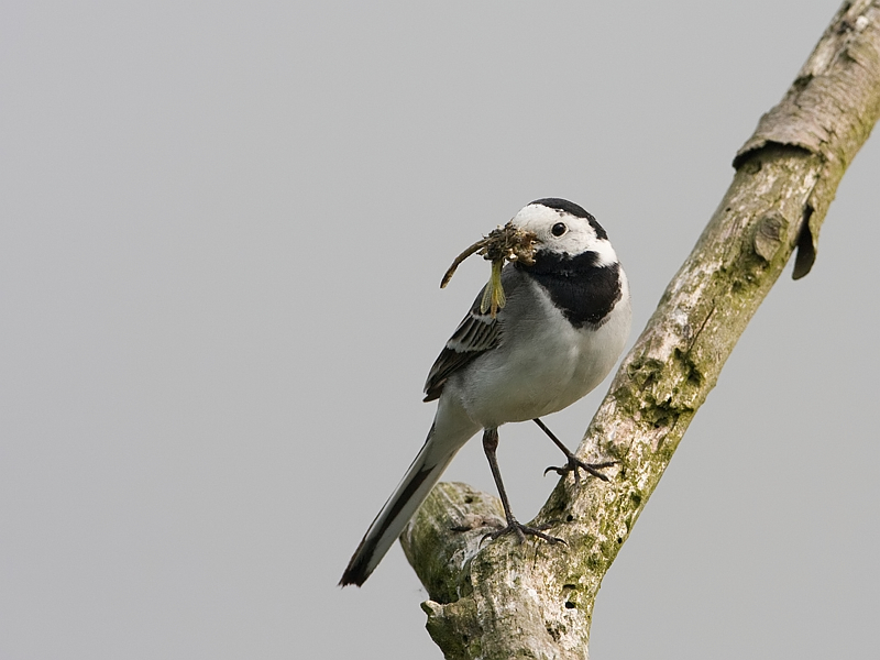 Motacilla alba Witte Kwikstaart Pied Wagtail